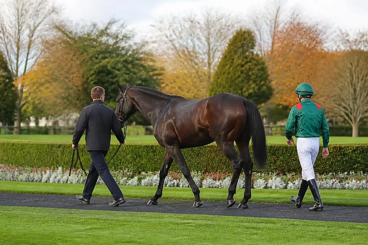 Cheval de course bai brun mené en main dans un rond de présentation fleuri, suivi d'un jockey en casaque verte