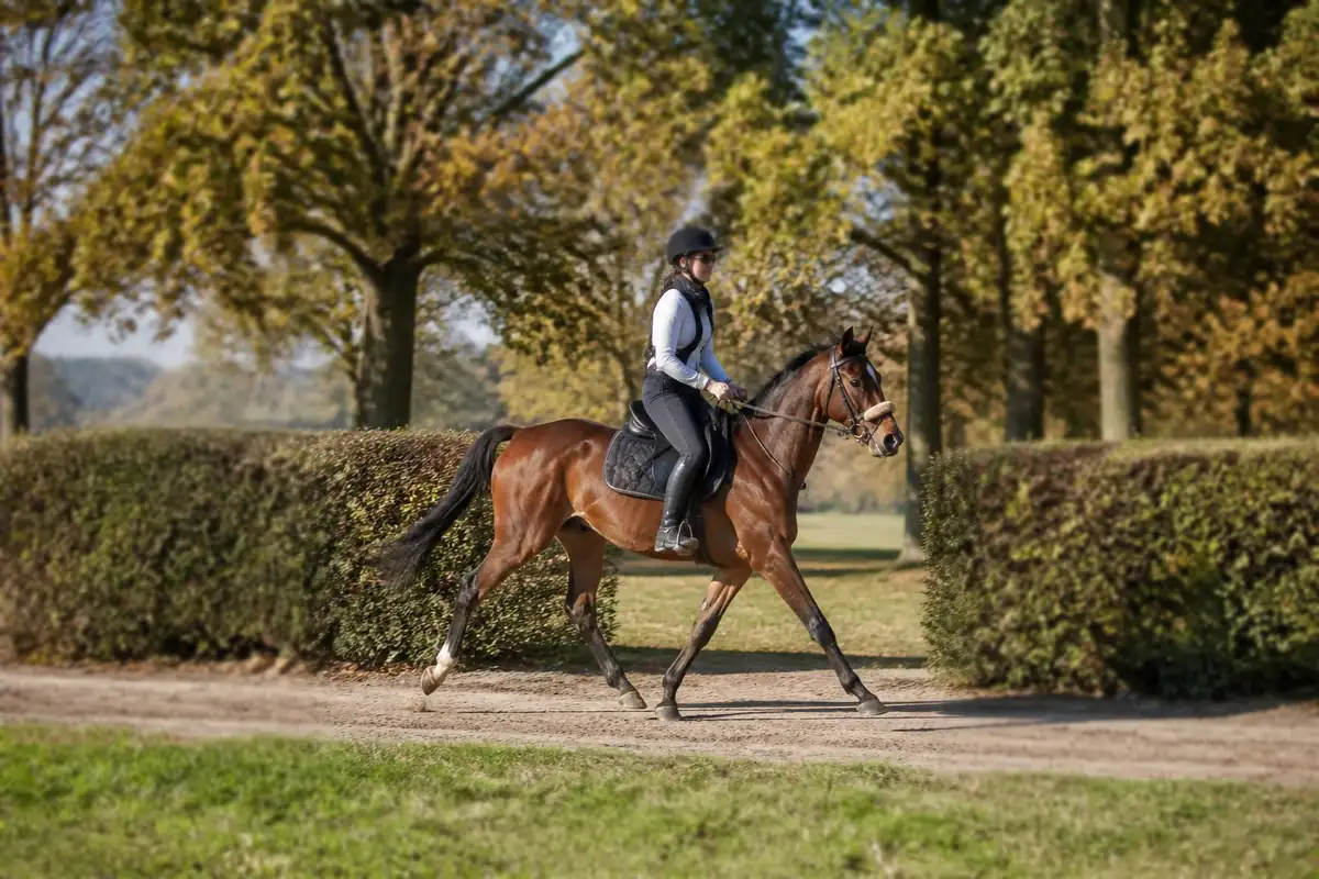 Jeune cheval bai d'endurance au trot sur un chemin sablé entre des haies, cavalière casquée, arbres d'automne