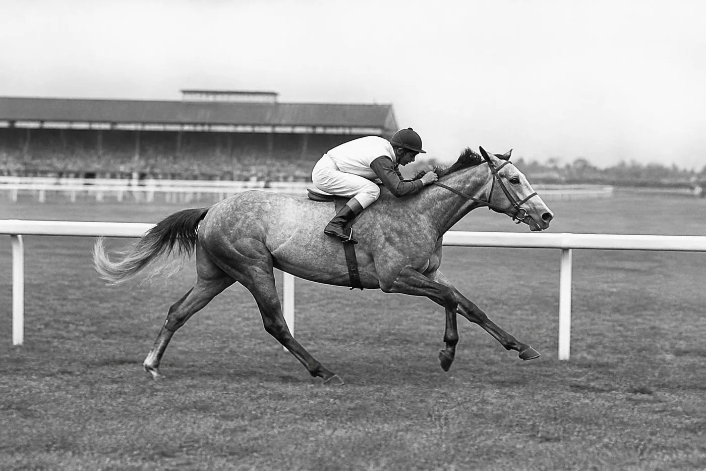 Un pur-sang gris au galop sur un hippodrome anglais vers 1950, le jockey couché sur l'encolure, photo noir et blanc