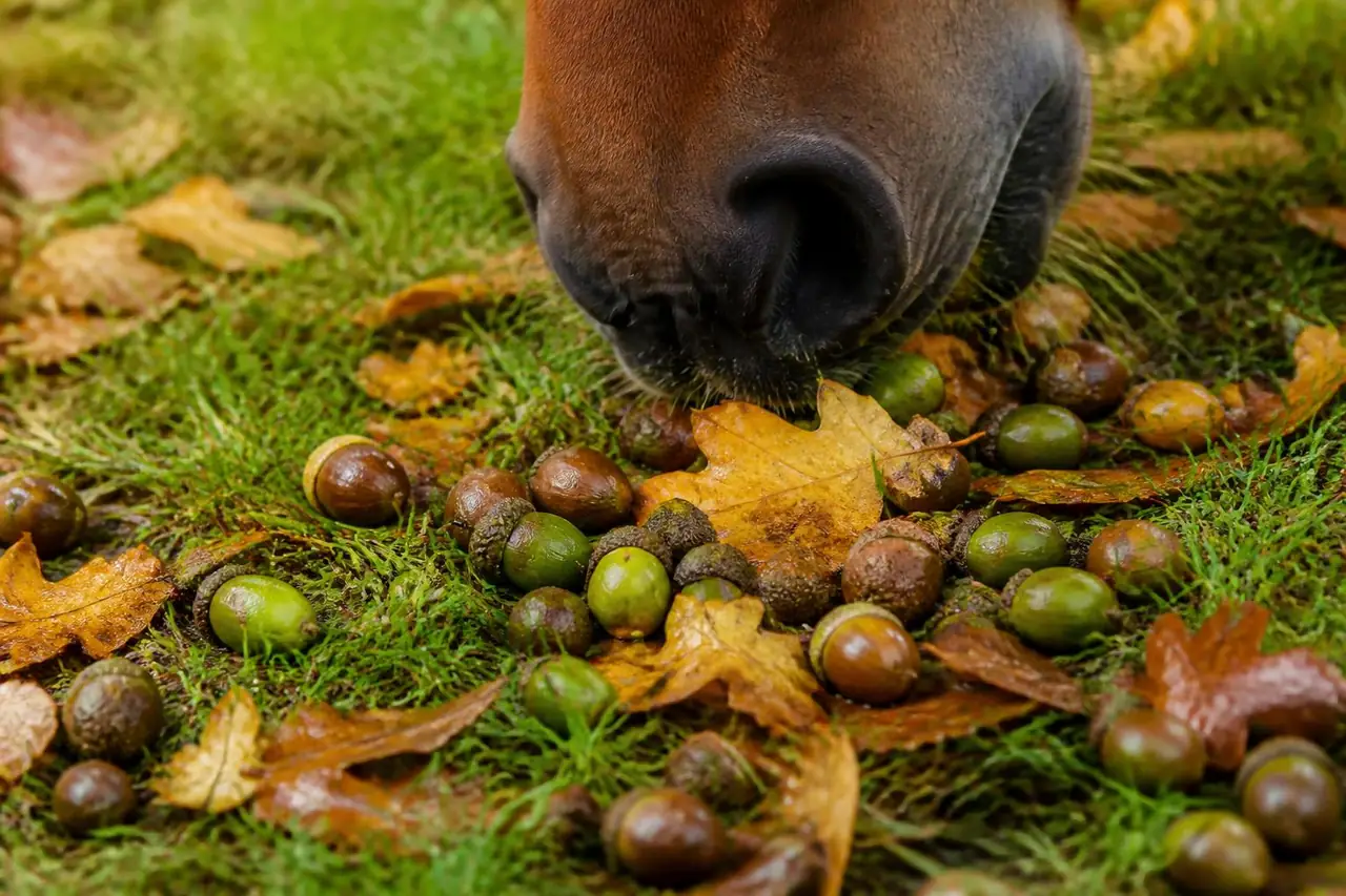 Glands verts et bruns tombés dans l'herbe mouillée parmi des feuilles de chêne jaunies, naseaux d'un cheval bai au-dessus