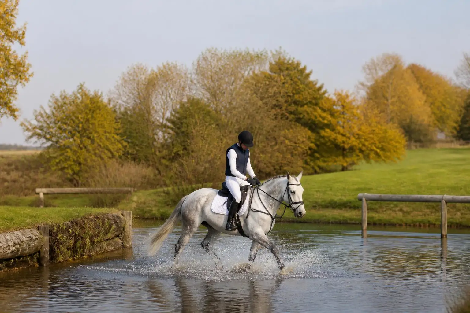 Jeune cheval gris de concours complet entrant au galop dans un gué, cavalière casquée, arbres d'automne autour