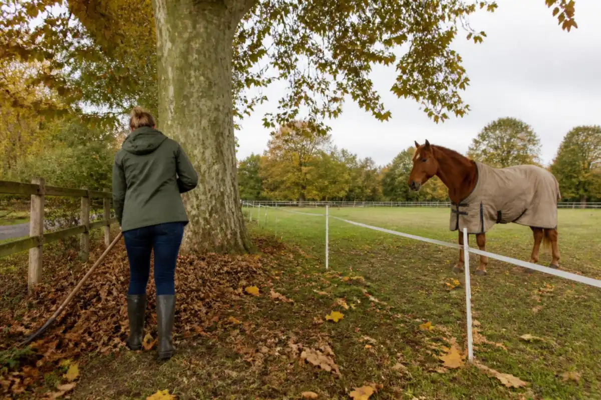 Une cavalière ratisse les feuilles au pied d'un grand arbre, un ruban électrique tient un cheval alezan à distance