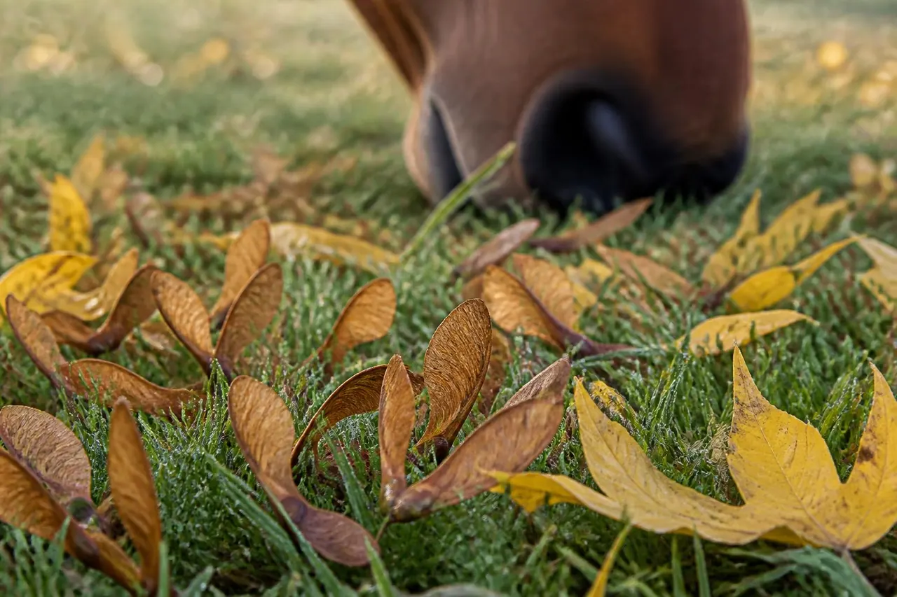 Samares d'érable sycomore en paires formant un V serré dans l'herbe mouillée, naseaux d'un cheval bai derrière