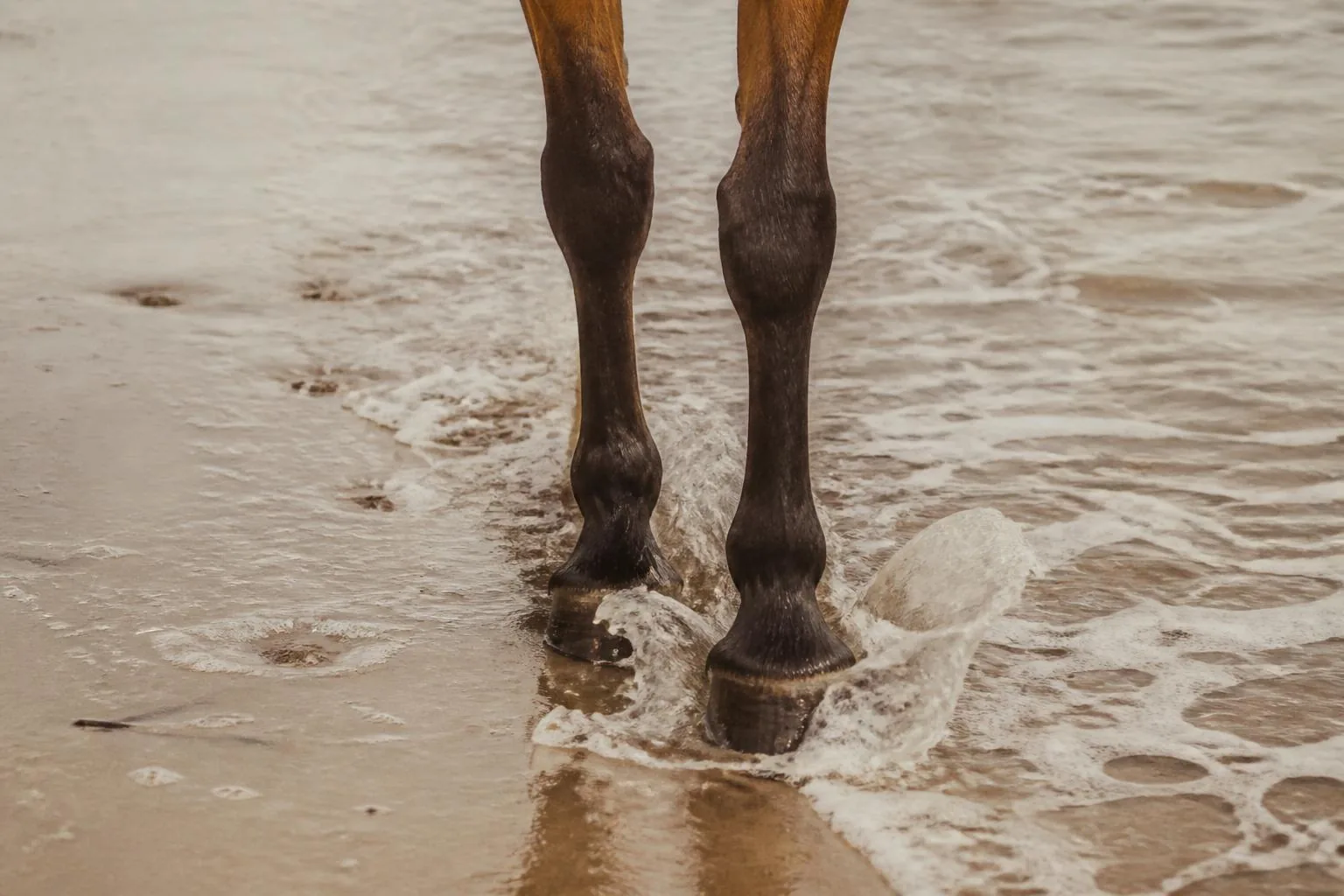 Antérieurs d'un cheval bai aux sabots nus avançant dans l'eau de mer peu profonde, écume et sable mouillé