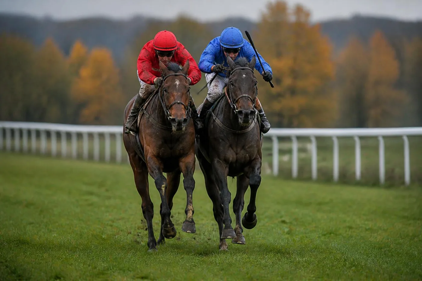 Deux chevaux de steeple-chase côte à côte dans la dernière ligne droite, jockeys en casaque rouge et bleue