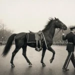 Kennedy : pourquoi Black Jack, le cheval aux bottes à l’envers, dansait derrière son cercueil