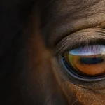 Ils ont repeint 2 500 haies et obstacles en blanc : un cheval ne distingue pas l’orange du décor