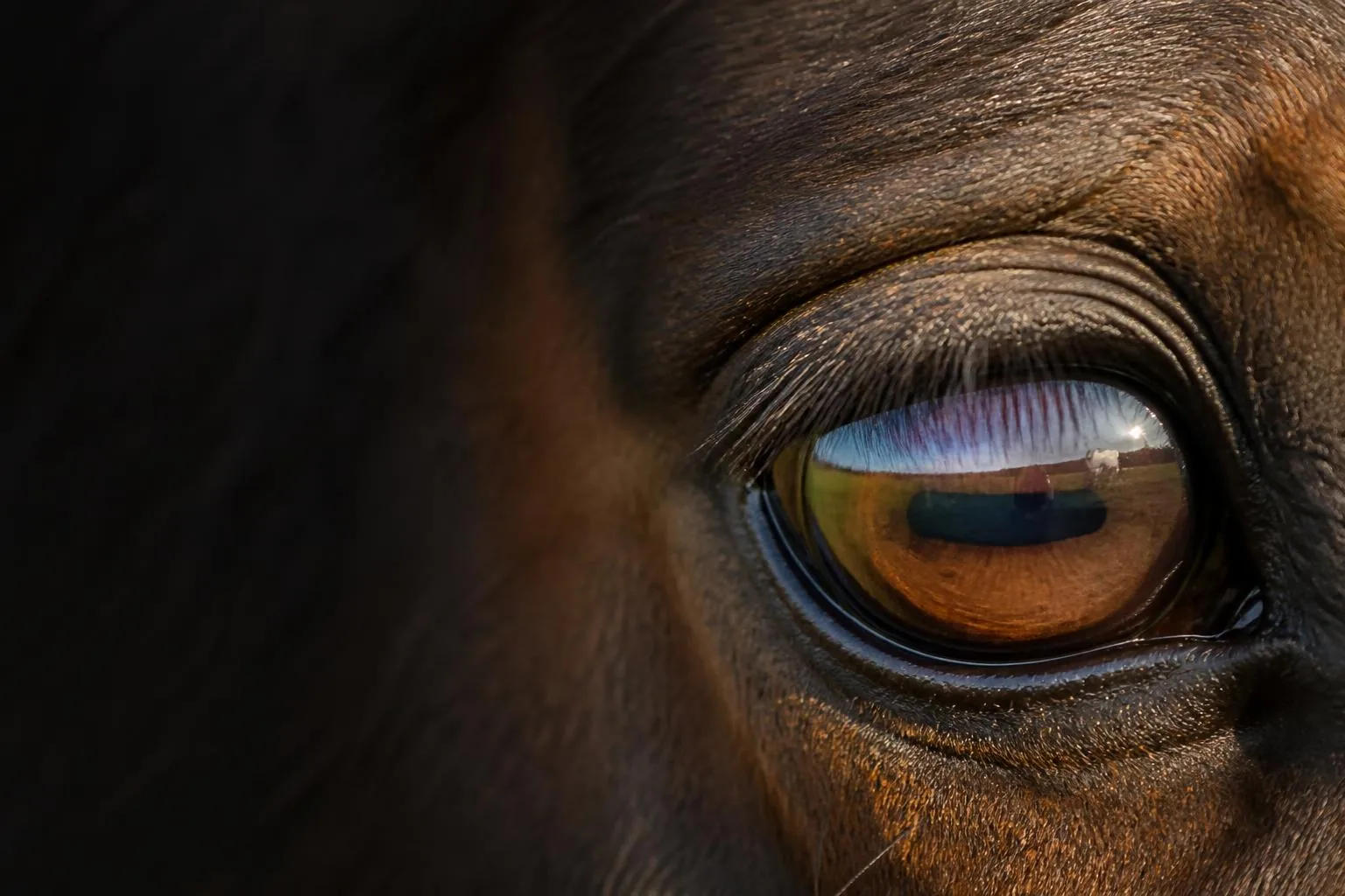 Gros plan de l'oeil d'un cheval bai, pupille en ellipse horizontale, ciel et prairie reflétés dans la cornée