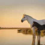 Aucun cheval de Camargue ne naît blanc, et le gène qui les blanchit leur coûte cher