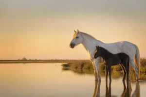 Aucun cheval de Camargue ne naît blanc, et le gène qui les blanchit leur coûte cher