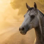 Ils ont tous exactement huit ans : vendredi, 112 chevaux engagés sur 120 km au Portugal