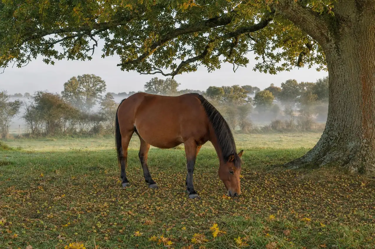 Un cheval bai broute sous un vieux chêne dans un pré couvert de glands et de feuilles jaunies, brume d'automne au fond