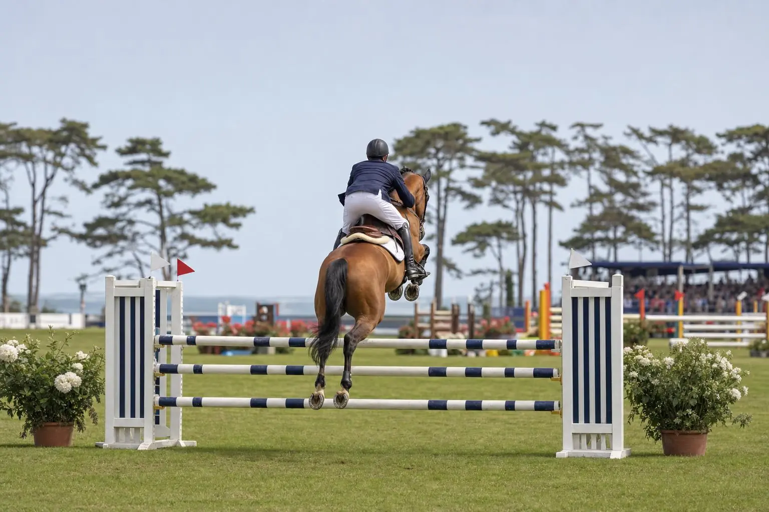 Cheval bai franchissant un oxer bleu et blanc, cavalier en veste marine vu de dos, pins maritimes et mer au fond