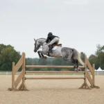 Championnat du monde des jeunes chevaux à Lanaken : les 5 ans ne courent plus contre le chrono