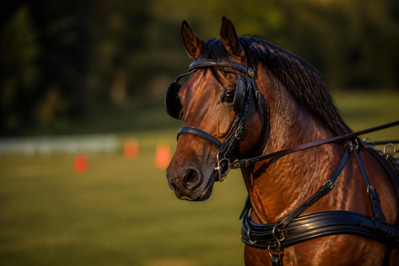 Cheval bai en harnais d'attelage de competition, oeilleres et collier de cuir, sur un terrain de concours