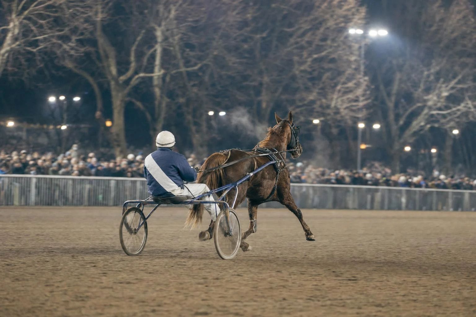 Trotteur alezan attelé à un sulky au trot allongé sur une piste éclairée, driver de dos, foule floue derrière la lice