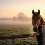 Héberger un cheval sans déclarer le lieu, c’est jusqu’à 1 500 euros : tout change en septembre