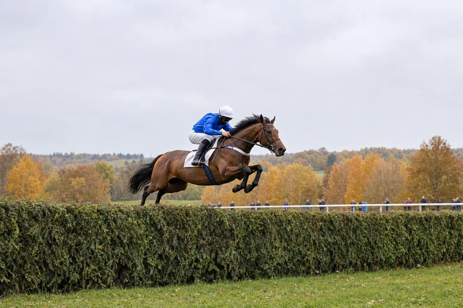 Un cheval de steeple-chase bai en plein saut au-dessus d'une haie verte, jockey en casaque bleue, arbres d'automne