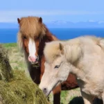 Islande : un cheval qui quitte l&rsquo;île ne revient jamais, et ta selle n&rsquo;y entrera pas