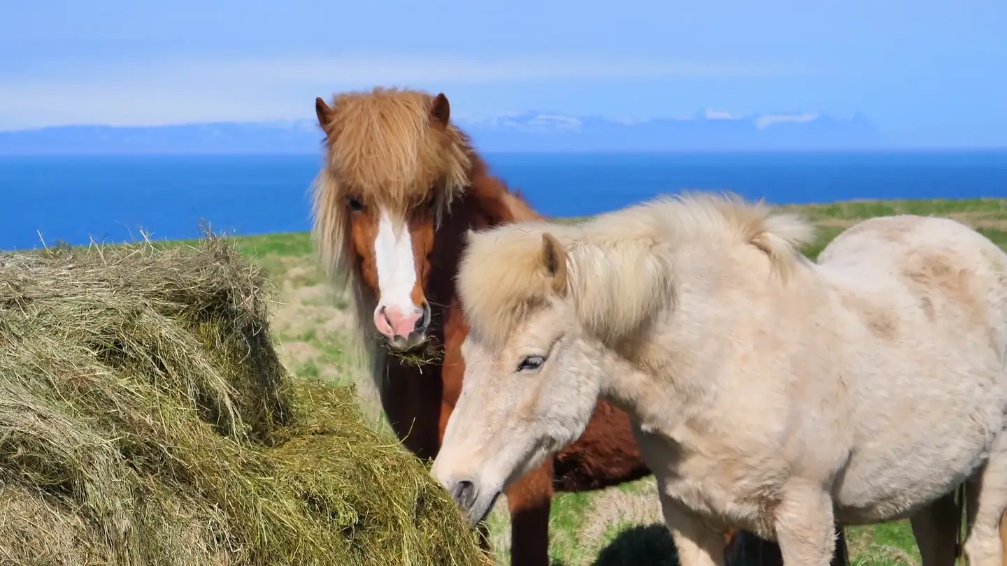Islande : un cheval qui quitte l&rsquo;île ne revient jamais, et ta selle n&rsquo;y entrera pas