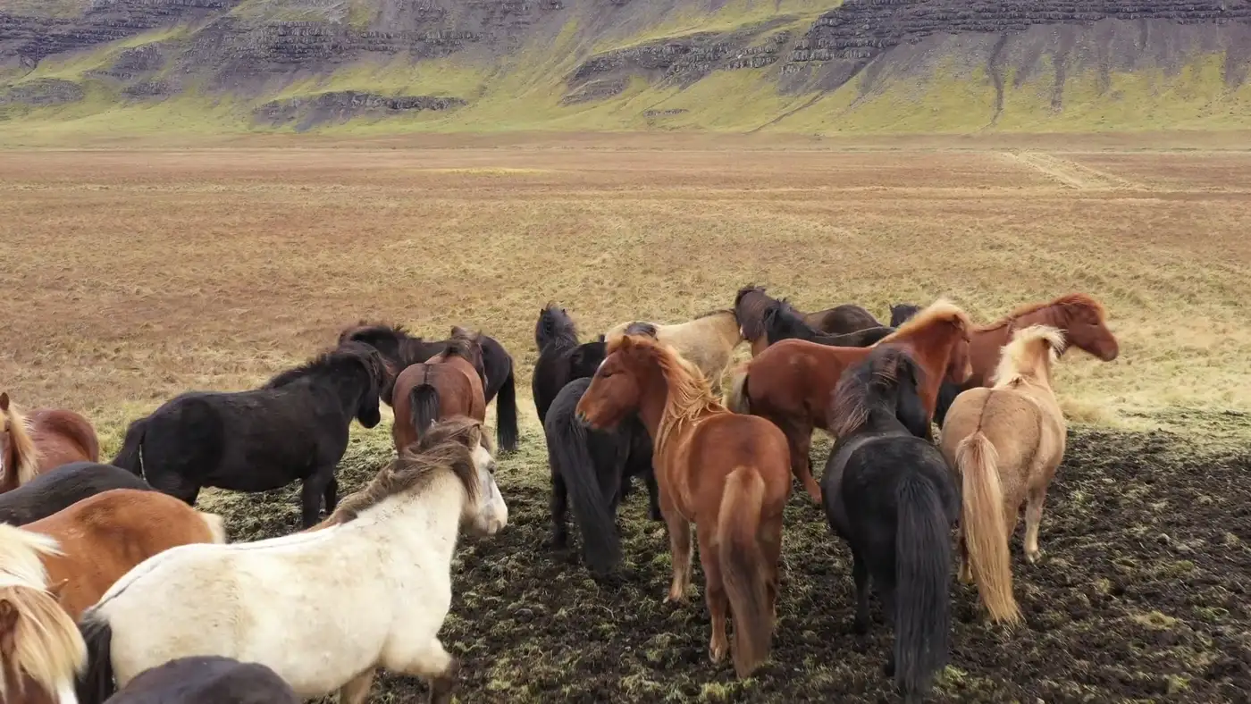 Troupeau de chevaux islandais rassemblé dans une plaine herbeuse, falaise de basalte couverte de mousse à l'arrière-plan