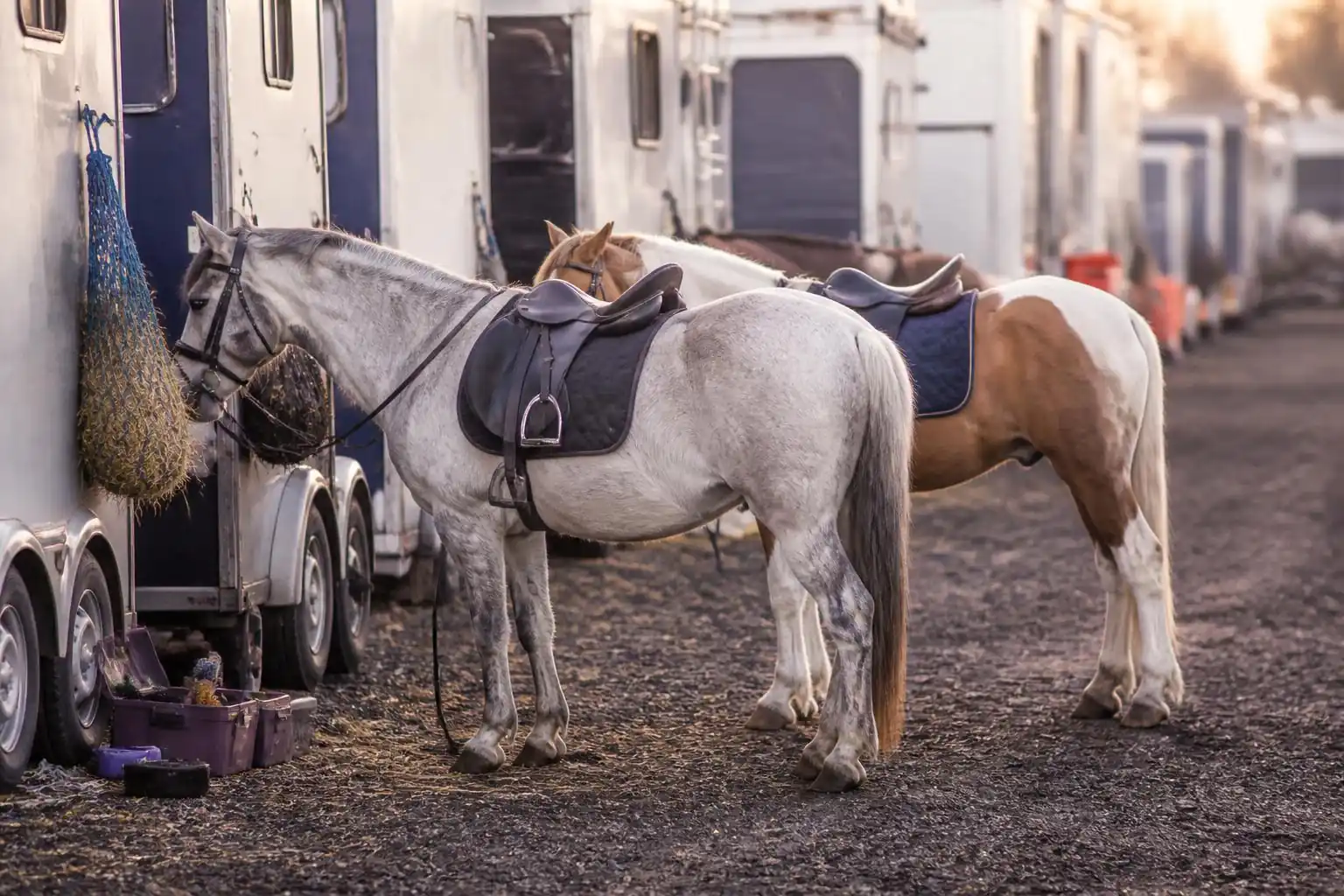 Poneys de club au repos près d'un van dans les écuries mobiles du parc équestre fédéral