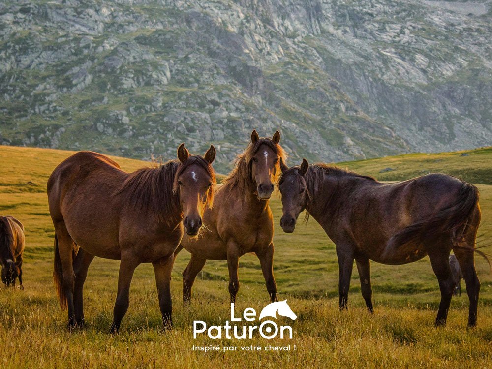 Le Paturon, sellier specialiste cheval Toulouse
