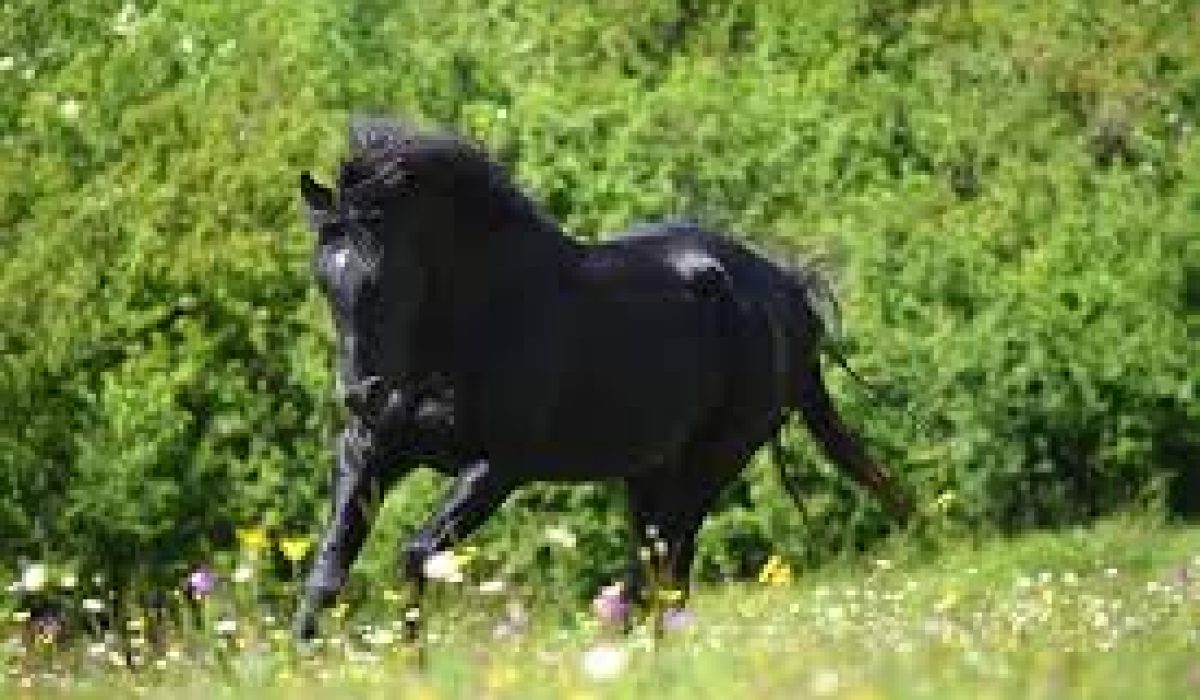 Tornado, le cheval légendaire de Zorro? Cliquez ici