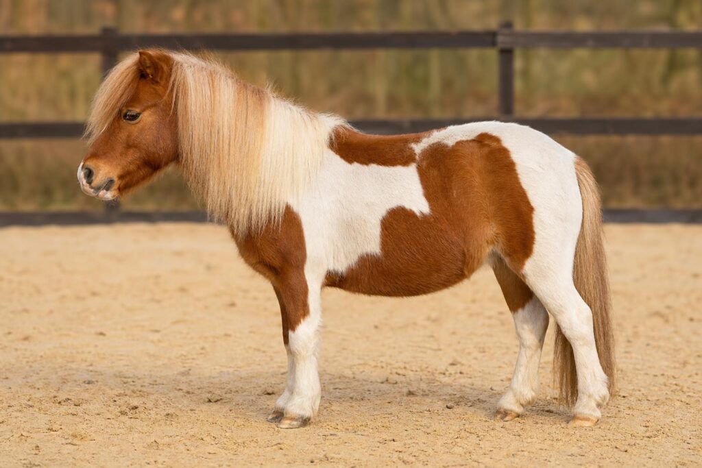 Mieux connaître ton cheval