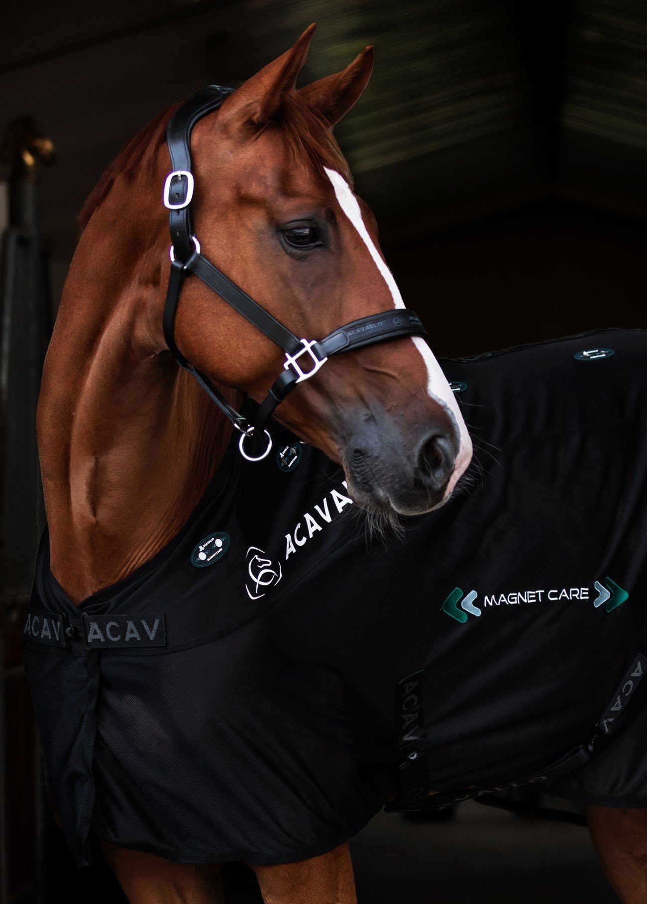 Cheval alezan en écurie portant une chemise Acavallo Magnet Care brodée du logo