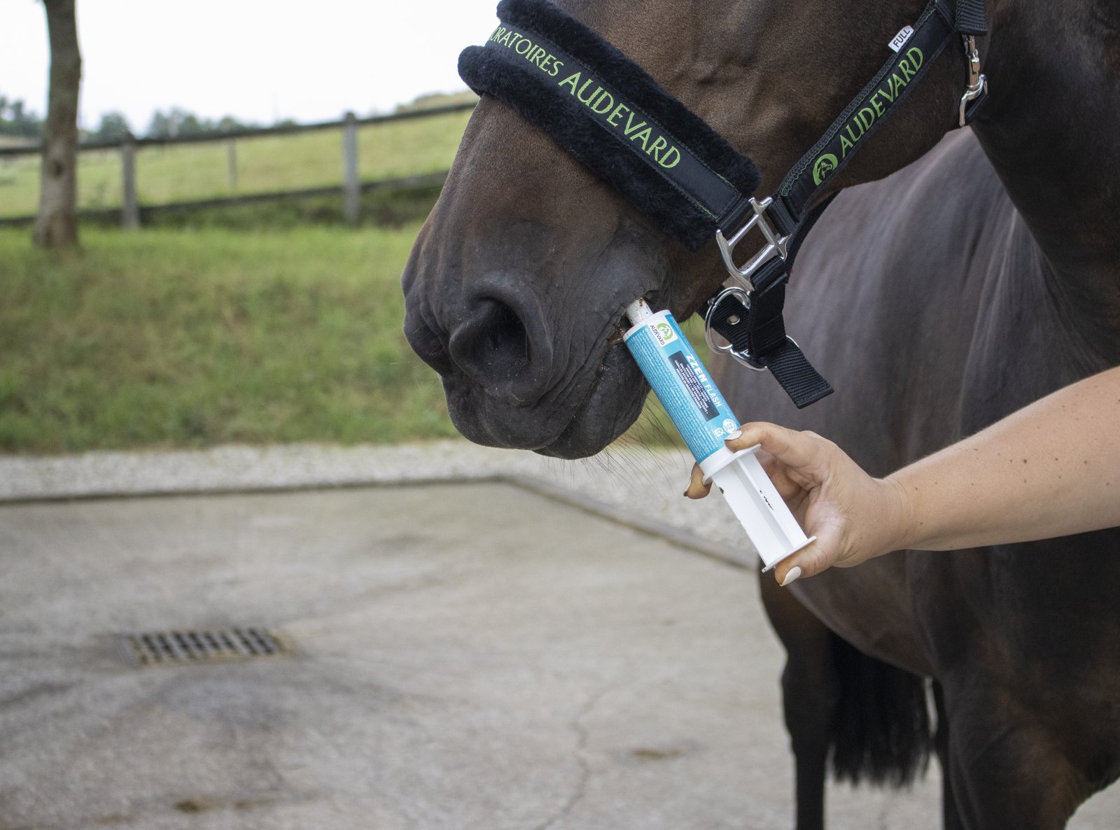 Cheval bai portant un licol brodé « Laboratoires Audevard » recevant une seringue orale