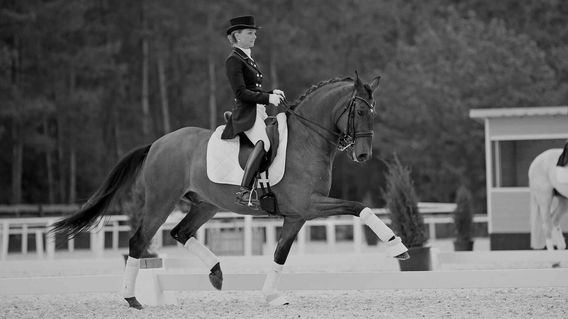 Cavalier en bottes De Niro premium sur cheval bai en concours CSO