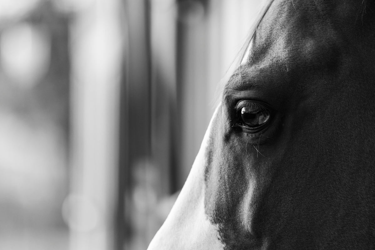 Univers Horse Pilot, ecosysteme B-Corp ecosaign francais
