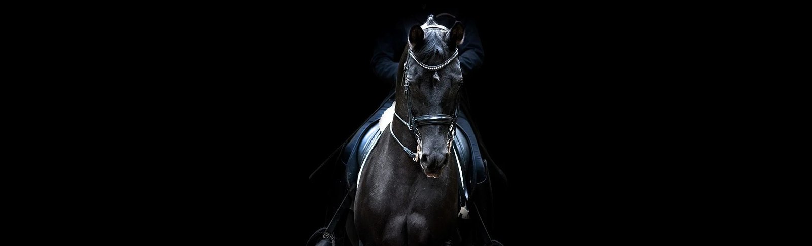 Cheval noir en bride de dressage sur fond noir, visuel de la page À propos de Pavo