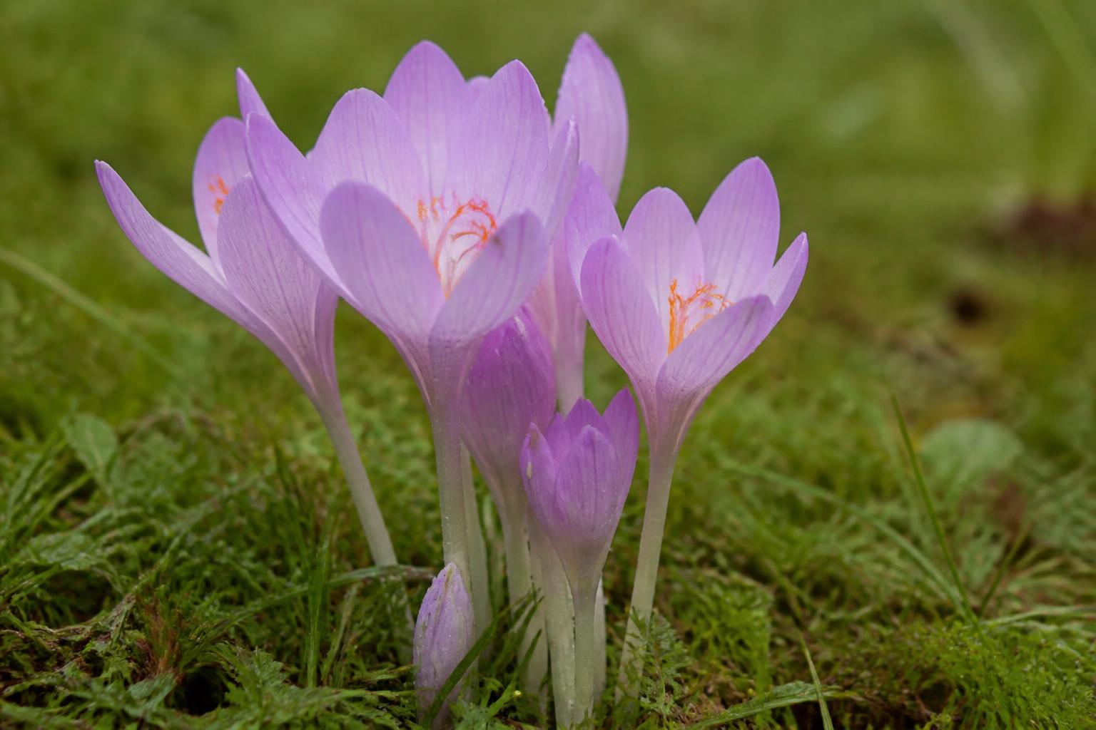 Colchique d'automne, fleurs mauves, toxique pour le cheval