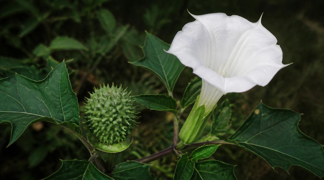 Datura stramoine, fleurs blanches en trompette, toxique pour le cheval