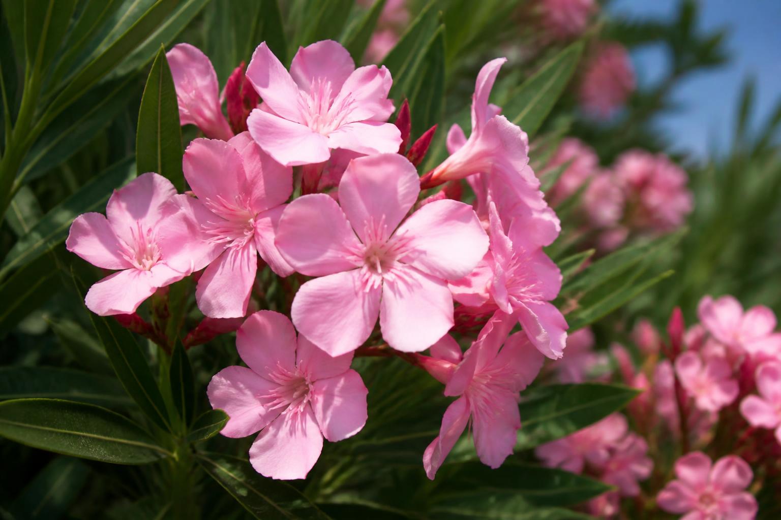 Laurier-rose (Nerium oleander), très toxique pour le cheval