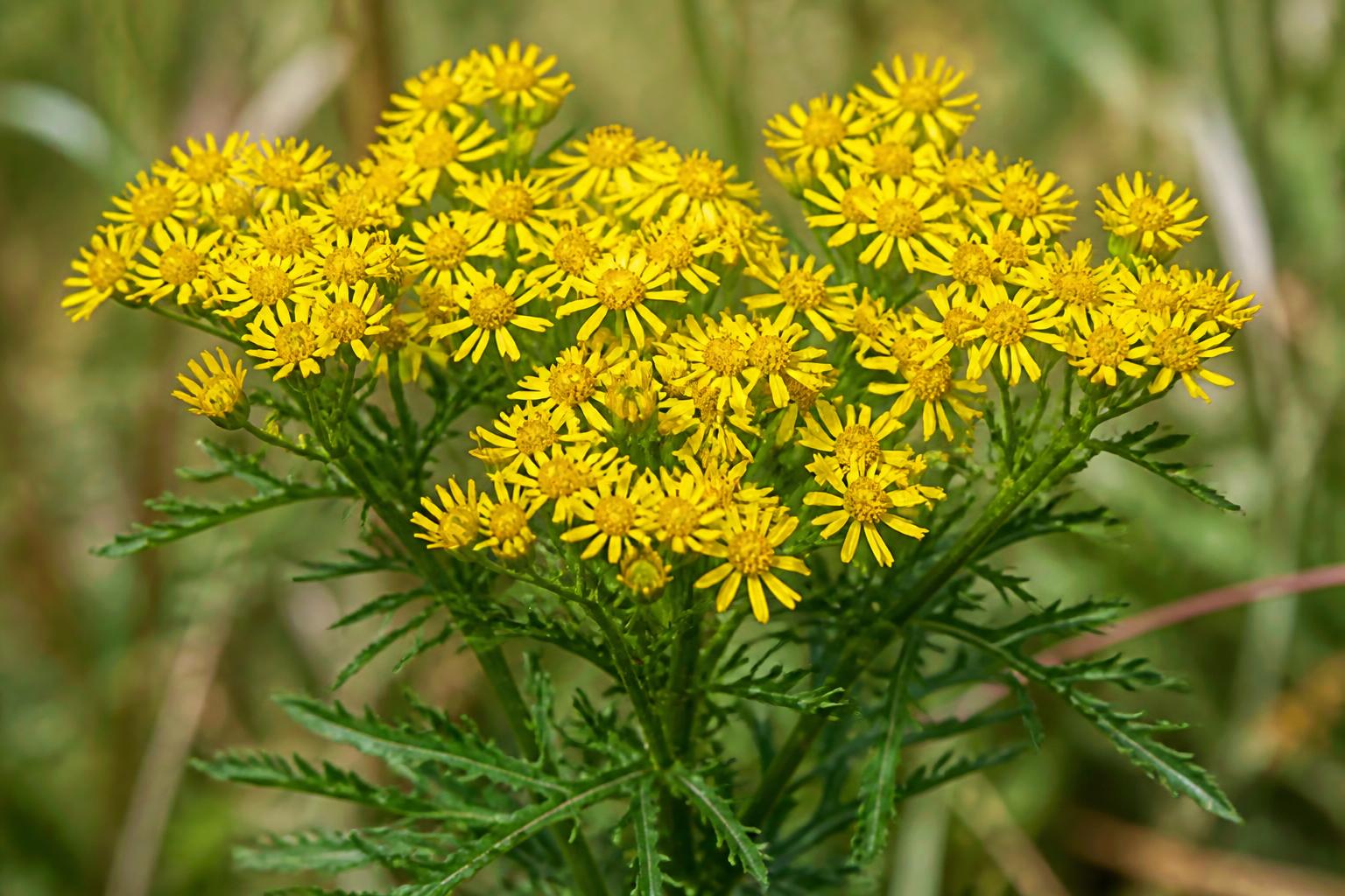Séneçon jacobée, fleurs jaunes en corymbe, toxique hépatique pour le cheval