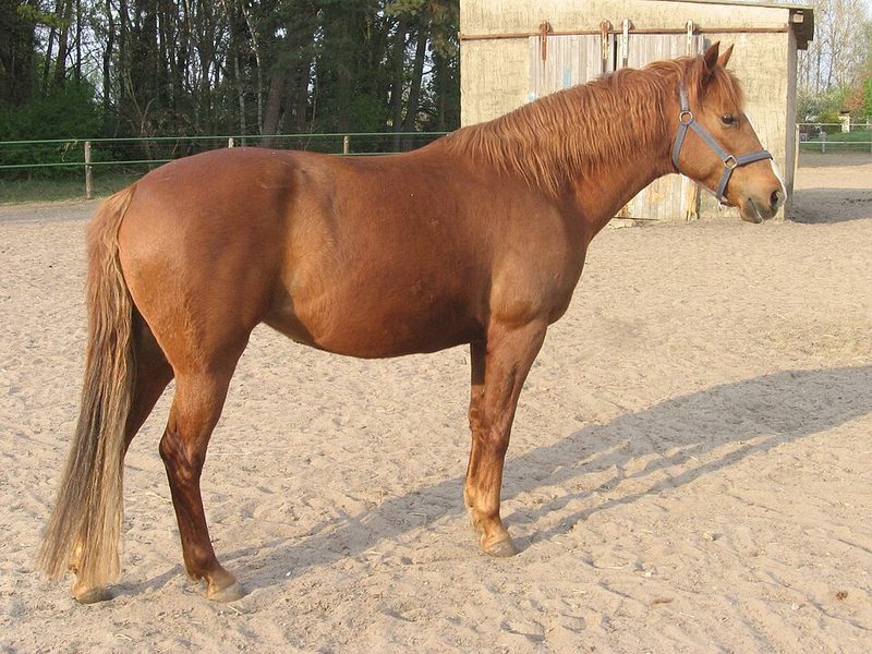 Abaco Barb