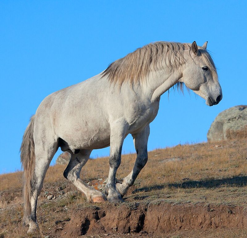 Altai