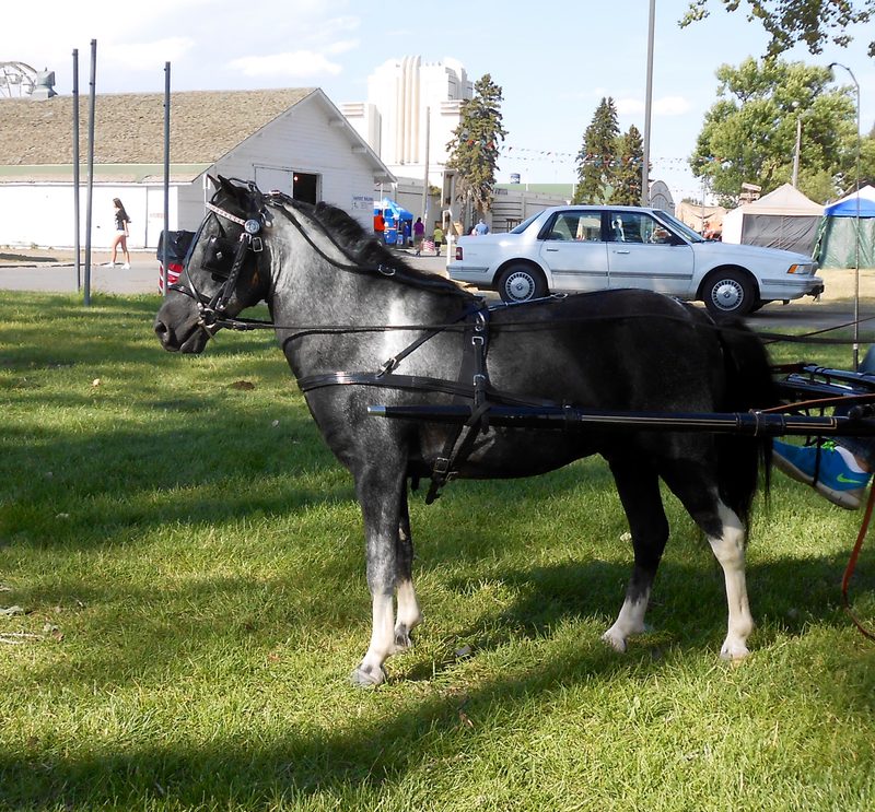 American Shetland