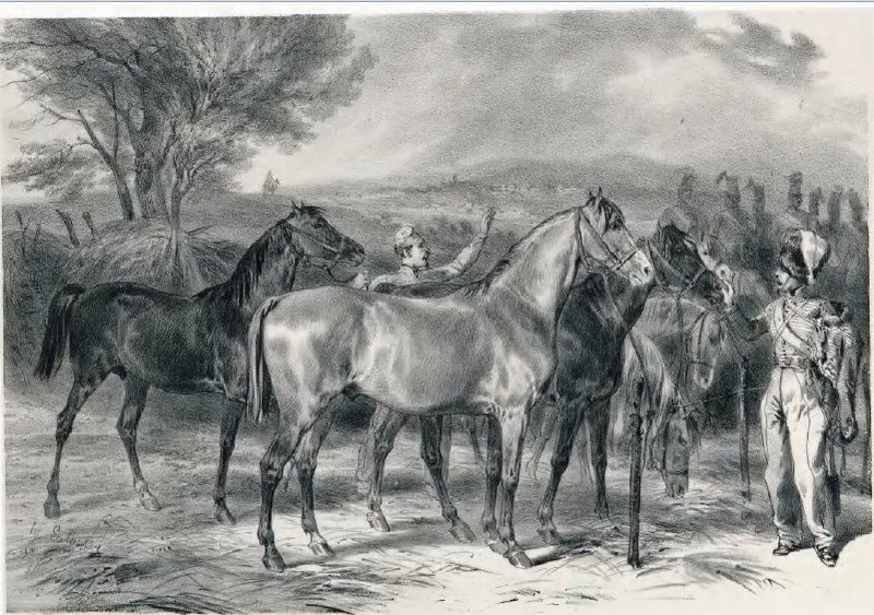 Angevin