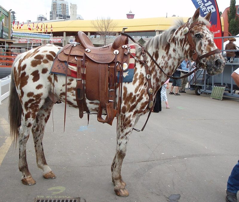 Appaloosa
