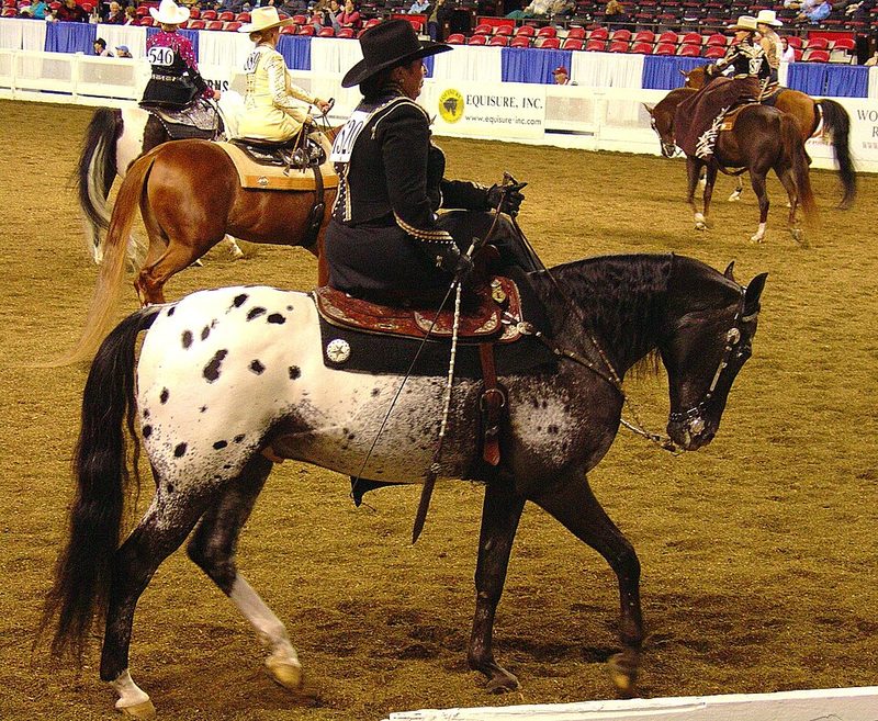 Araappaloosa