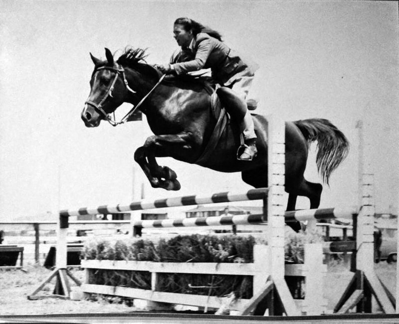 Cheval Arabe
