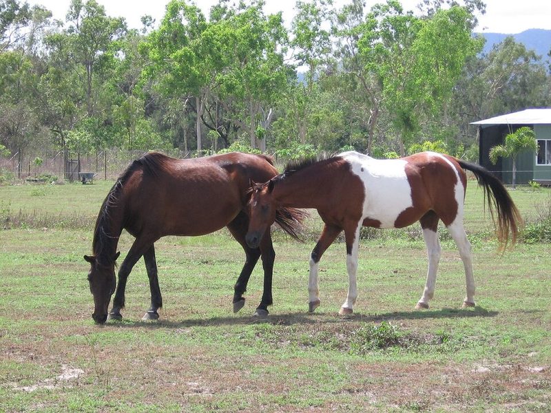 Australian Brumby