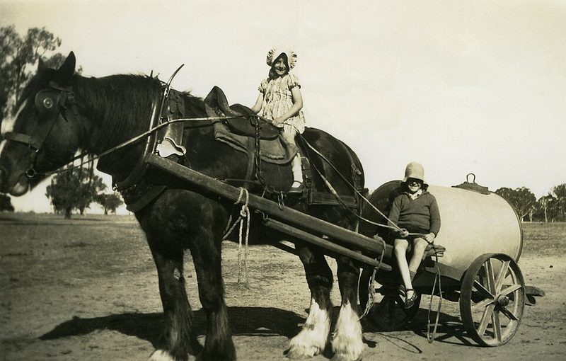 Australian Draught