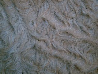 Bashkir Curly