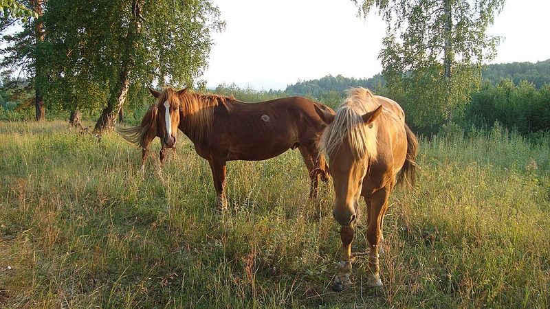 Bashkir