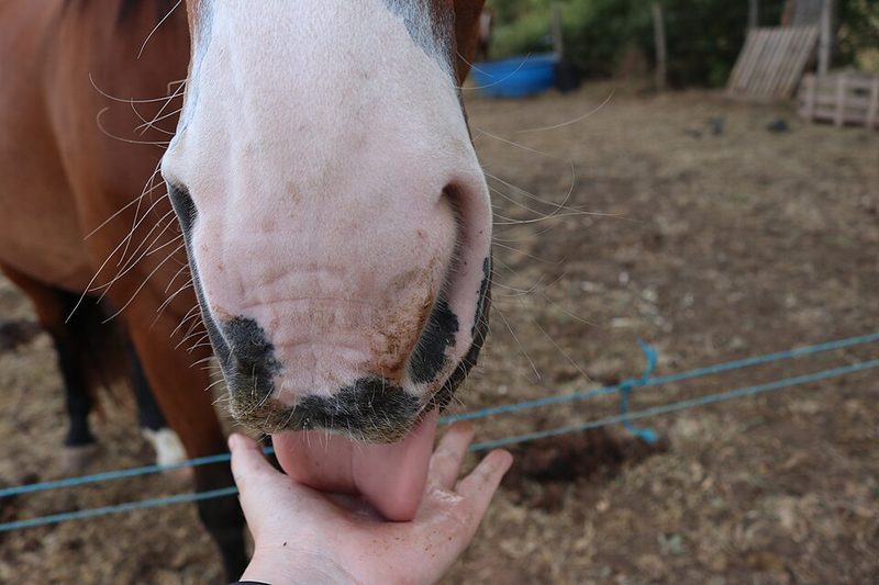Belgian Trotter